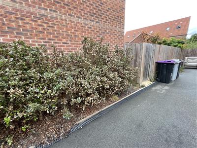 Picture 12